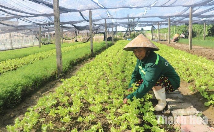 Nông dân vùng trồng rau màu xã Thiệu Hóa gieo trồng những giống ngắn ngày để bù đắp sản lượng cung ứng cho thị trường.