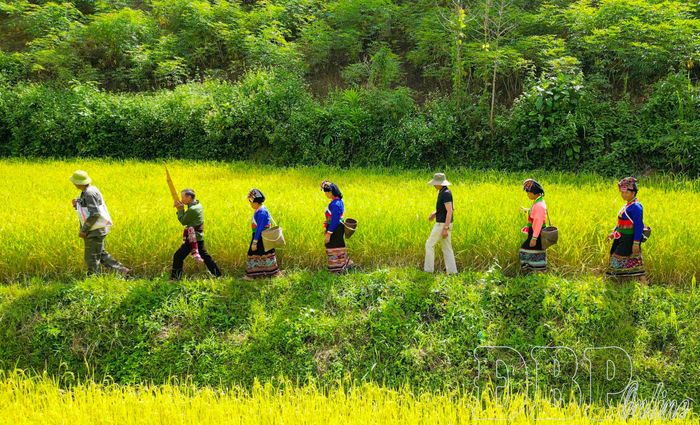 Tiếng khèn bè vang lên trên con đường giữa cánh đồng lúa mới của người dân bản Mường Lói, xã Mường Nhà. 