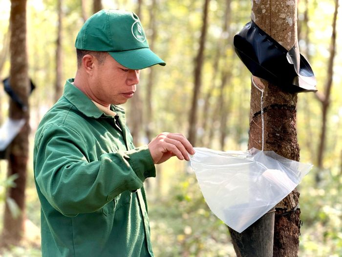 Anh Lò Văn Hoan, Đội cao su Nà Sáy kiểm tra chất lượng mủ cao su. 