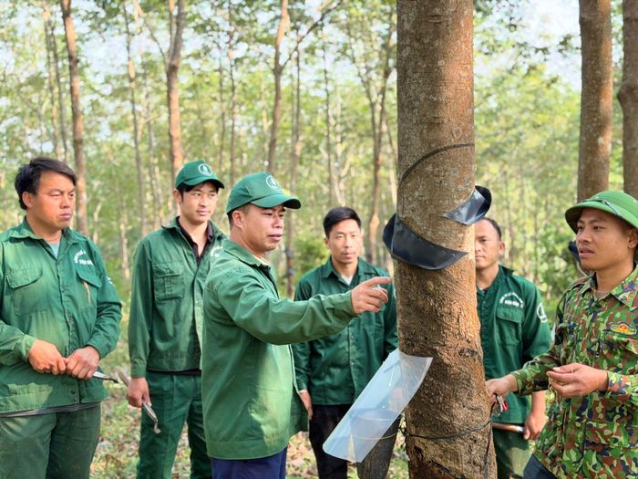 Hướng dẫn kỹ thuật cạo mủ cao su cho lao động địa phương. 
