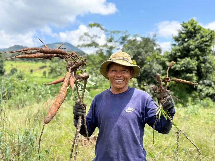  Người Bahnar thu hoạch mì trên những diện tích đất sản xuất xen kẽ trong phạm vi quản lý của Vườn quốc gia Kon Ka Kinh. Ảnh: Hoàng Ngọc 