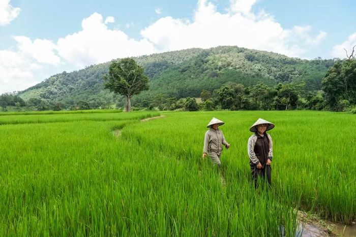  Từ lúa rẫy một vụ, người Bahnar chuyển sang canh tác lúa nước 2 vụ dưới chân núi Kon Ka Kinh. Ảnh: Hoàng Ngọc 