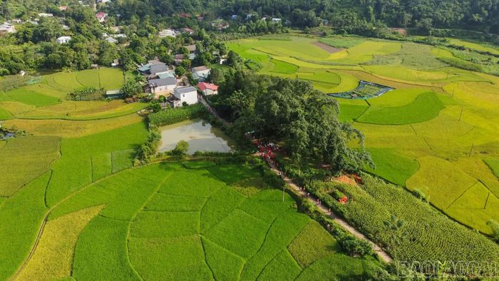 Cung đường chạy qua cánh đồng lúa chín vàng.