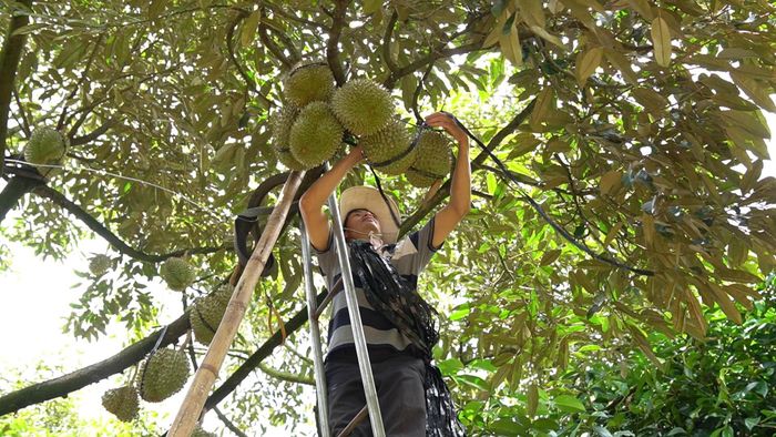 Sầu riêng là một trong những loại nông sản chủ lực của Lâm Đồng