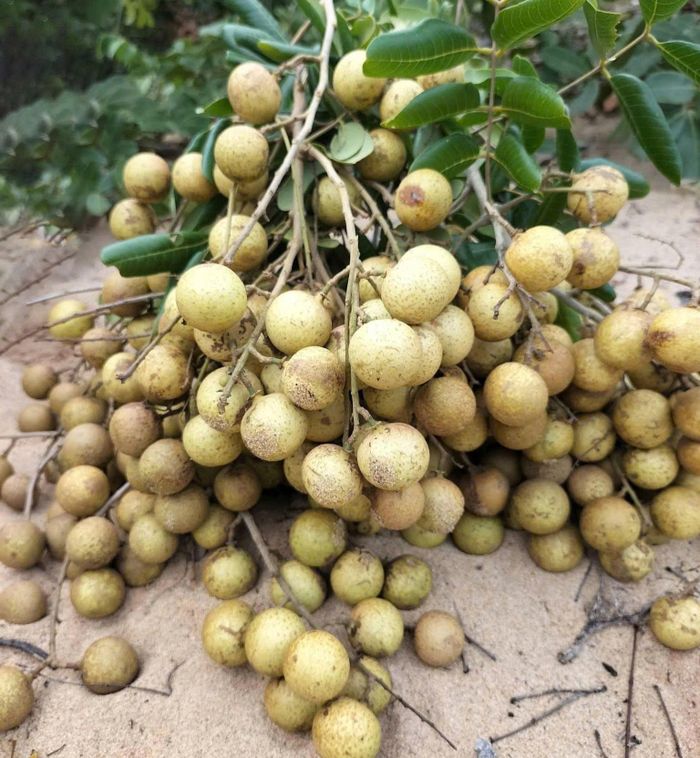 Sau khi hái, nhãn rừng tập kết trên đồi cát để chuẩn bị mang ra chợ