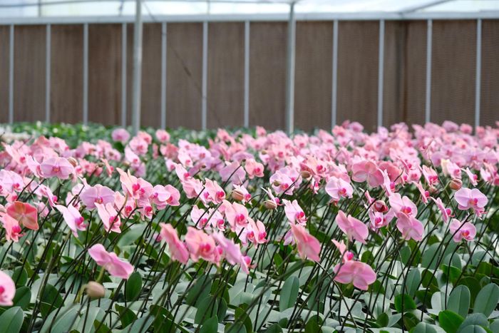 Xã Đạ Tẻh xác định phát triển sản xuất, nâng cao giá trị nông sản và tạo sinh kế ổn định cho người dân là nhiệm vụ trọng tâm