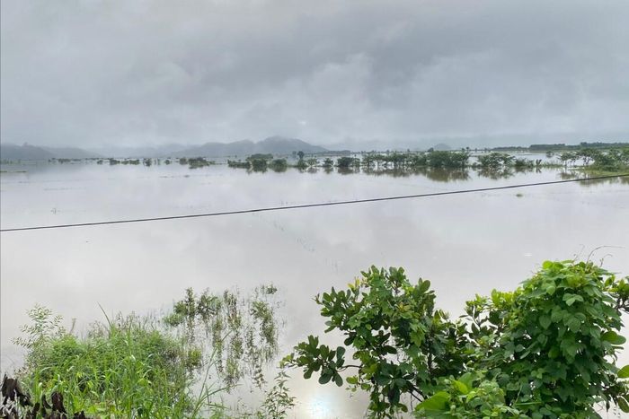 Mưa lớn làm hàng chục ha hoa màu của bà con khu vực Cát Tiên 2, chủ yếu là lúa bị ngập úng