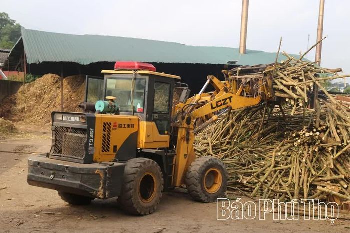 Đối với các loại cành, nhánh sẽ được tận dụng chuyển sang băm dăm.