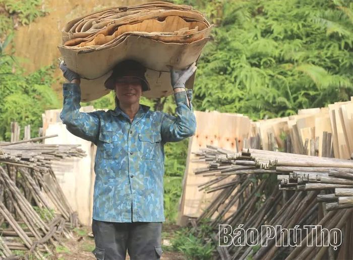 Sau khi phơi khô, ván được thu về để chuyển đến các xưởng ép trong và ngoài tỉnh.