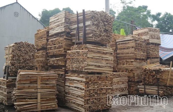 Bên cạnh bóc gỗ, băm dăm, đóng palet gỗ cũng là một trong những sản phẩm chính của lĩnh vực chế biến gỗ ở Tây Cốc.