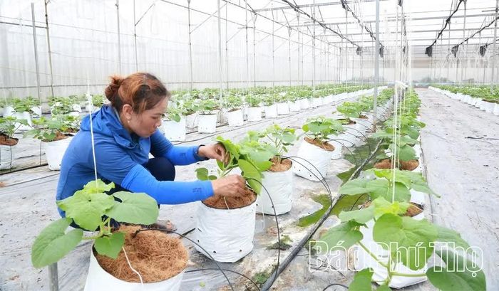 Nông dân phường Vĩnh Yên ứng dụng công nghệ cao vào sản xuất nông nghiệp trong nhà kính, nhà màng.