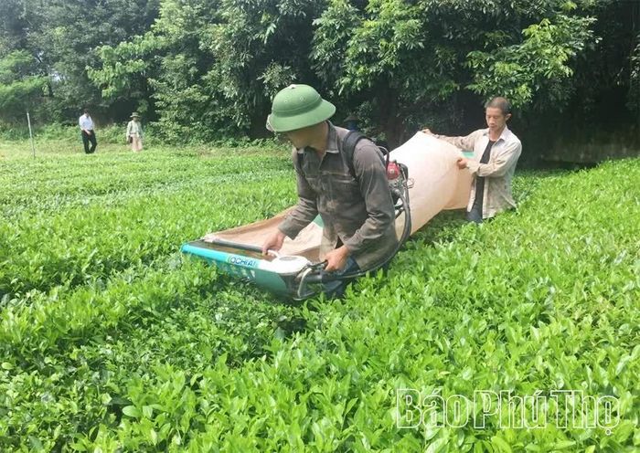Sử dụng máy hái chè nhằm giảm chi phí lao động, nâng cao hiệu quả sản xuất tại xã Thanh Sơn.