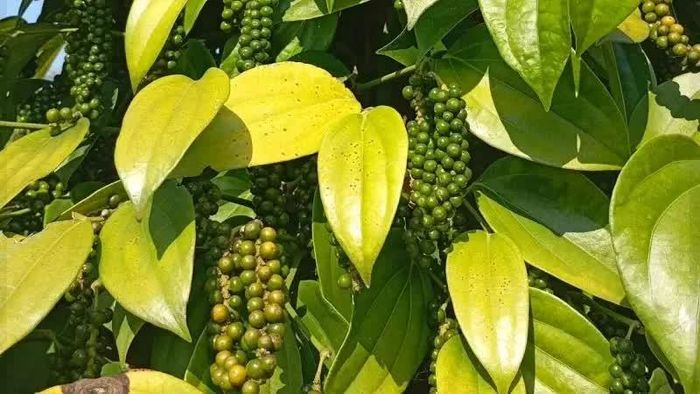 Giá tiêu tại các vùng trồng trọng điểm hôm nay không biến động. Ảnh minh họa