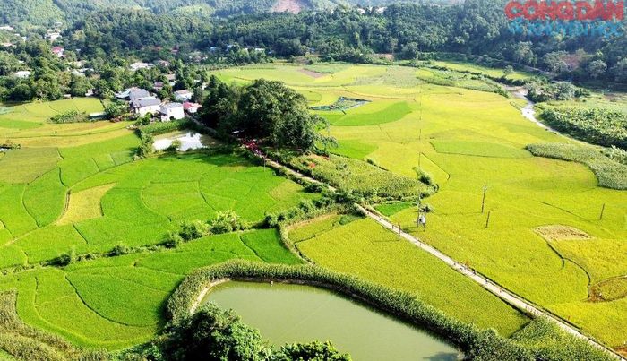 Thung lũng Cốc San mùa thu vàng. Ảnh: Quốc Hồng