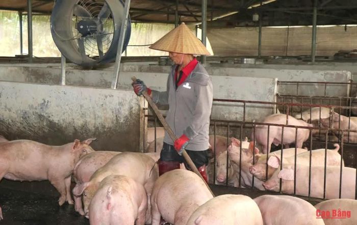 Hiện gia đình bà Chung duy trì khoảng 200 con lợn thịt thương phẩm. Mỗi năm nuôi 3 lứa, tổng sản lượng khoảng 78 tấn lợn hơi.