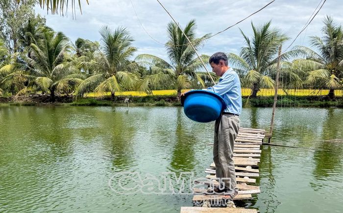 Ông Trịnh Hoàng Thái, Chi hội trưởng Chi hội Cựu chiến binh ấp Bãi Ghe, xã Khánh Hưng, tích cực lao động, có thu nhập ổn định từ mô hình nuôi cá bổi thương phẩm.