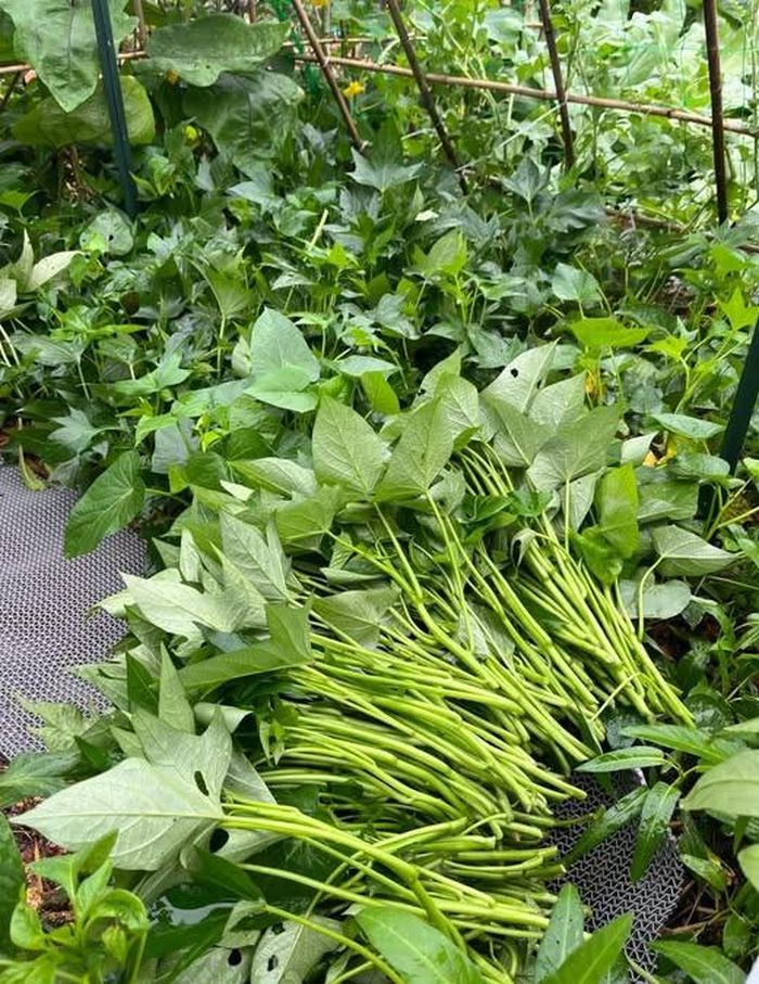 Rau lang dễ trồng, dễ chế biến nên được trồng rất phổ biến