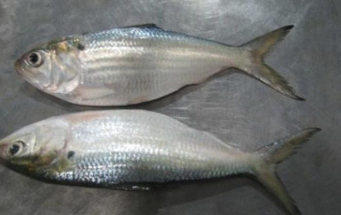 Cá mòi - loại cá có kích thước khá nhỏ và quen thuộc với người Việt - Ảnh minh hoạ