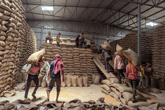 Lúa mì được tập kết tại một kho hàng ở Madhya Pradesh, Ấn Độ. Ảnh: Reuters