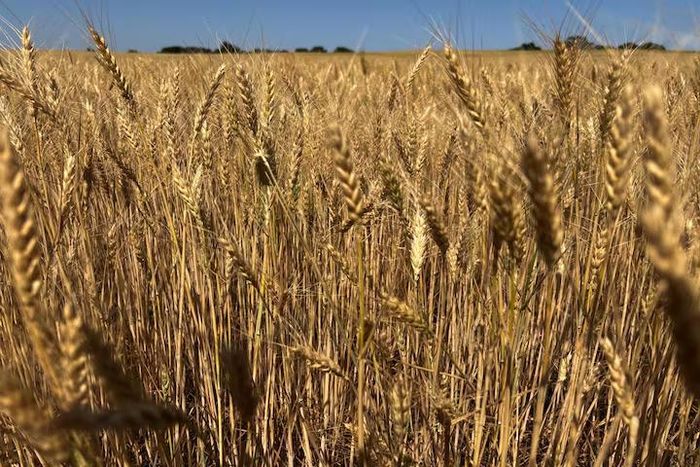 Lúa mì tại Kansas, Mỹ trước kỳ thu hoạch năm 2026. Ảnh: Reuters
