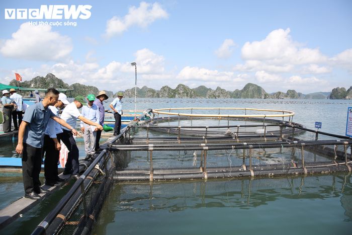 Đoàn công tác tham quan khu nuôi trồng thủy sản Tây Hoi (bản Sen cũ), đặc khu Vân Đồn (Quảng Ninh), thuộc Dự án nuôi cá song bằng lồng HDPE trên biển đạt chứng nhận VietGAP gắn với tiêu thụ sản phẩm.