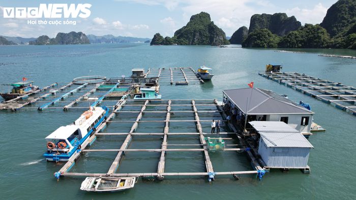 Khu vực nuôi cá song của Hợp tác xã nuôi trồng và dịch vụ thủy sản Thắng Lợi.