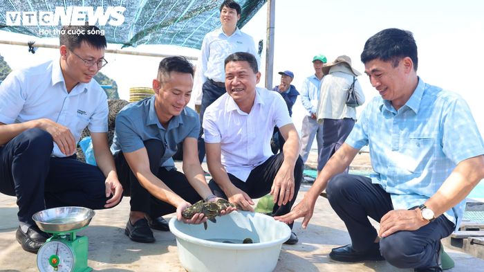 Cán bộ kiểm tra quá trình sinh trưởng, phát triển của giống cá song nuôi trong lồng HDPE trên vịnh Bái Tử Long.