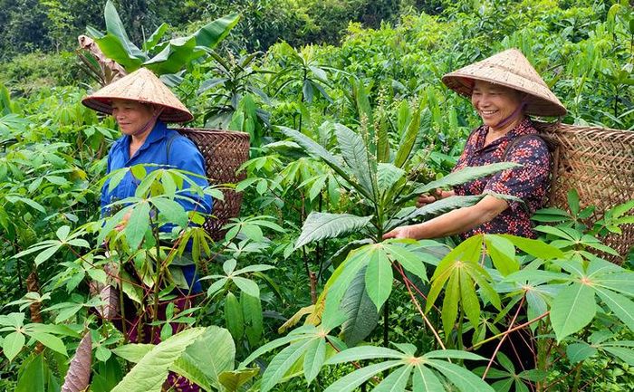 Cây dược liệu đã tạo ra vùng nguyên liệu bền vững cho ngành y học cổ truyền.