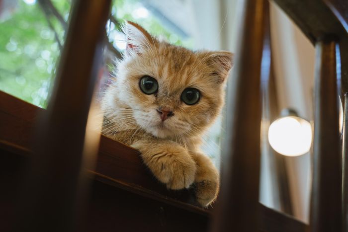  Báo, Mít, Bò Sữa, Mohamed,... là tên mà chủ quán đặt cho các chú mèo, theo tính cách của từng đứa. Chú mèo nào là siêu quậy, thường xuyên làm rơi vỡ đồ đạc, được gọi là "Báo"; chú nào có bộ lông đen trắng gọi là "Bò Sữa". Cả 3 cơ sở của quán là nơi sinh sống của khoảng 60 chú mèo. Chúng bao gồm các bé được sinh sản tại quán và nhiều bé là mèo hoang được cứu, nhận nuôi.