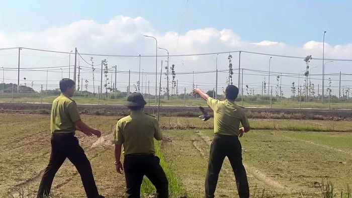 Lưới giăng để bắt chim hoang dã được phát hiện và tiêu hủy ở phường Long Hương, Thành phố Hồ Chí Minh, sáng 5/10. (Ảnh: LÊ ĐÌNH THÌN)