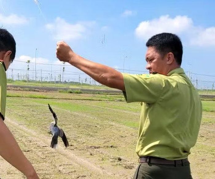 Một con chim dính lưới sáng 5/10 ở cánh đồng phường Long Hương. (Ảnh: LÊ ĐÌNH THÌN)