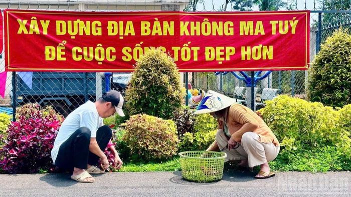 Người dân hằng ngày chăm sóc cảnh quan trên tuyến đường kiểu mẫu ở ấp 120, xã Phú Vinh.
