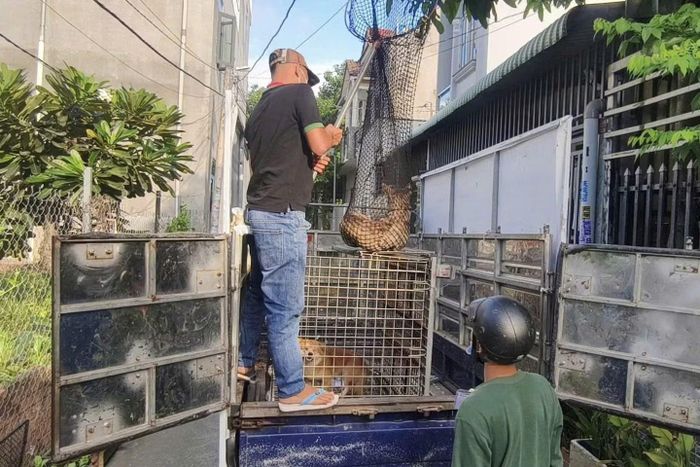 Bắt chó thả rông cũng là một giải pháp để phòng, chống bệnh dại. (Ảnh: LÊ ĐÌNH THÌN)