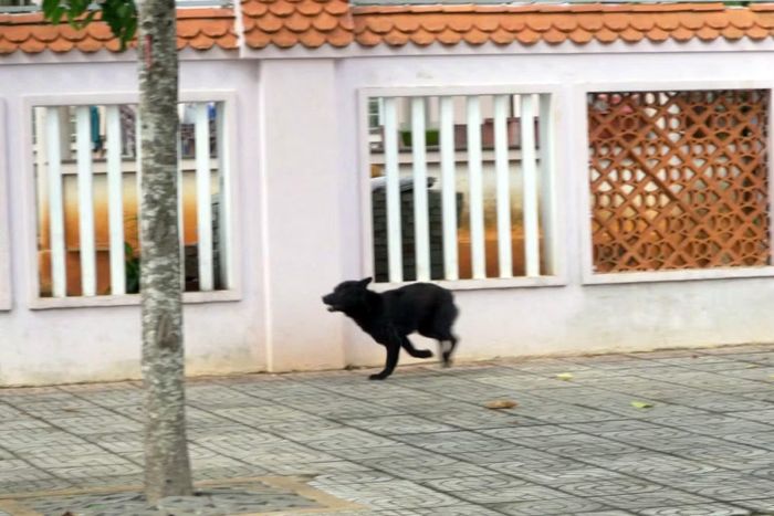 Một con chó thả rông trên đường phố. (Ảnh: LÊ ĐÌNH THÌN)