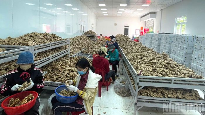 Khu vực nông, lâm nghiệp và thủy sản tiếp tục phát huy vai trò là trụ đỡ của nền kinh tế. (Ảnh: HNV)