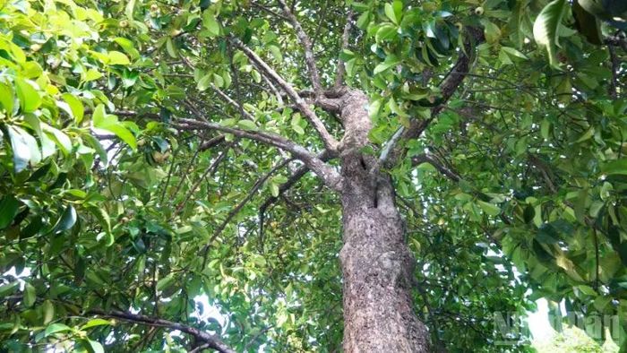 Cây măng cụt 40 năm tuổi của ông Nguyễn Văn Tấn, nông dân xã Thạnh Xuân, thành phố Cần Thơ. (Ảnh: VĂN ÚT)