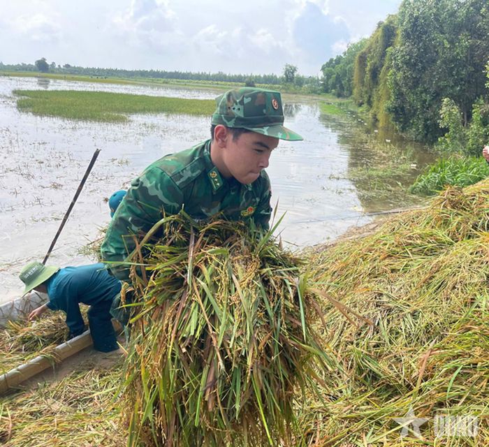 Vận chuyển lúa lên bờ.