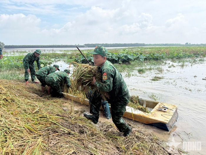 Vận chuyển lúa lên bờ.