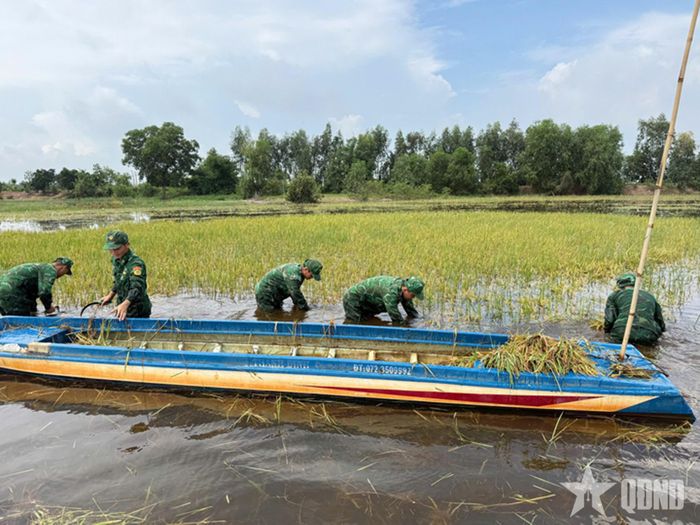Cán bộ, chiến sĩ thu hoạch lúa.