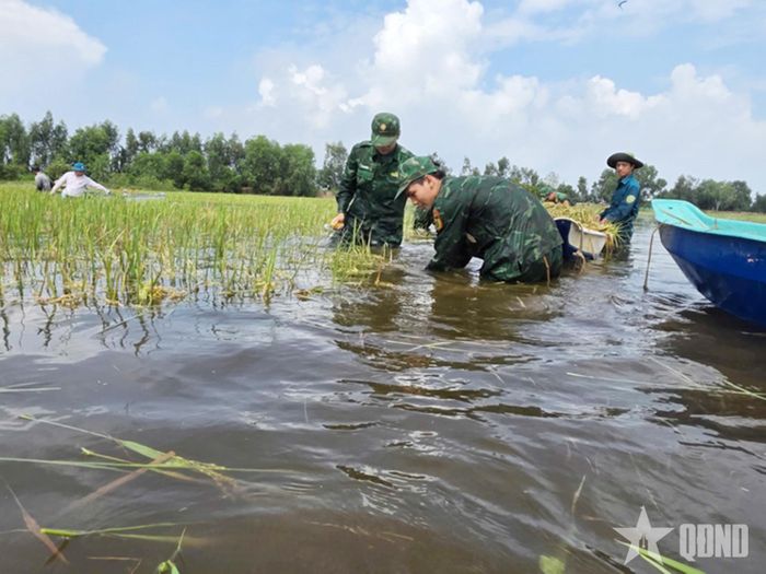 Cán bộ, chiến sĩ giúp dân thu hoạch lúa.