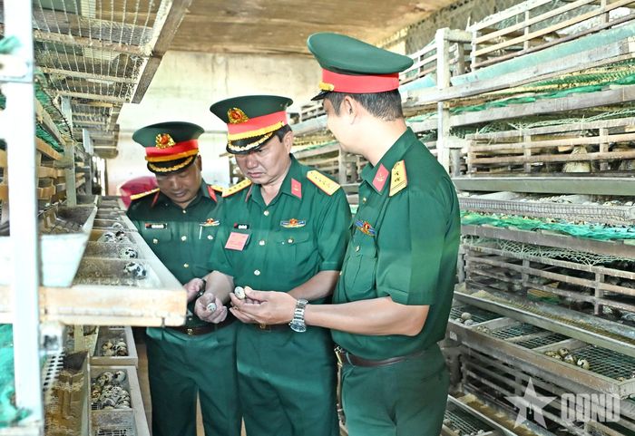 Khu vực nuôi chim cút đẻ trứng của Trung đoàn 48. 