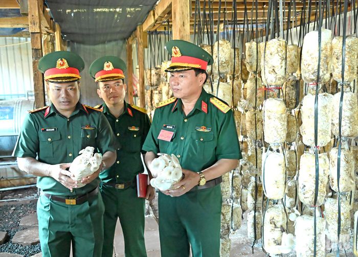 Nhà trồng nấm của Trung đoàn 48. 