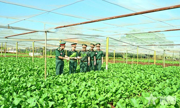 Vườn tăng gia của Trung đoàn 48. 