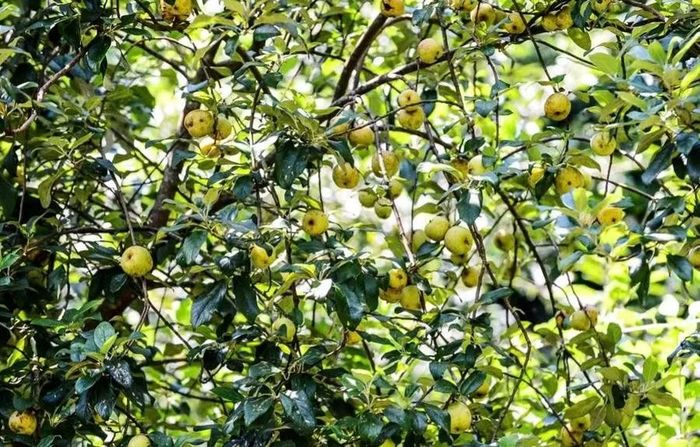 Vườn táo mèo ﻿trĩu quả của gia đình ông Thao Nọ Gia.