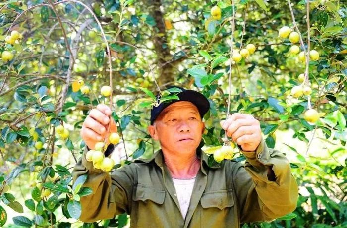 Ông Thao Nọ Gia bên vườn táo mèo của mình.