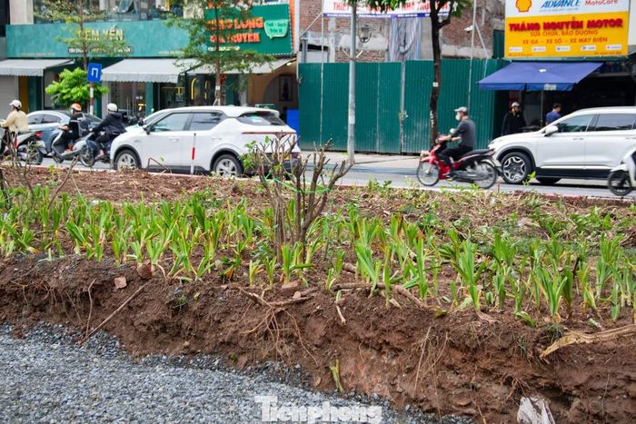 Theo ông Trần Hữu Bảo, Phó Giám đốc Sở Xây dựng Hà Nội, phố Ô Chợ Dừa là mắt xích kết nối trực tiếp tuyến Kim Liên – Xã Đàn với khu vực Hoàng Cầu – Voi Phục. Tuyến bắt đầu từ nút giao Ô Chợ Dừa – ngã 6 hội tụ các trục đường lớn gồm Xã Đàn, Tôn Đức Thắng, Khâm Thiên, Đê La Thành, Ô Chợ Dừa và Nguyễn Lương Bằng, luôn có mật độ phương tiện thuộc nhóm cao nhất Thủ đô, thường xuyên xảy ra ùn ứ vào giờ cao điểm.