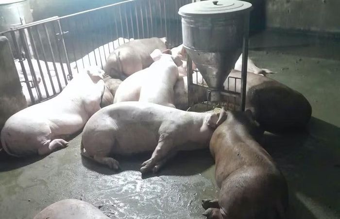 Hội Nông dân xã đang kêu gọi người dân đến thu mua số lợn để giảm bớt gánh nặng cho gia đình.