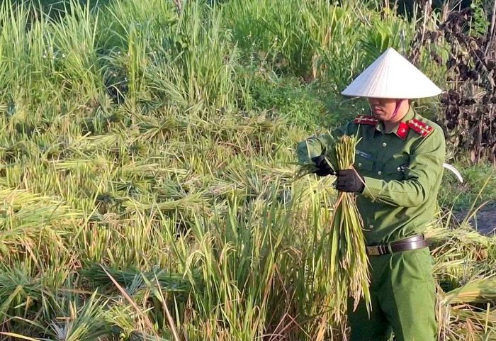 Dưới nắng vùng cao, những cán bộ, chiến sĩ công an xã cùng lực lượng an ninh cơ sở thoăn thoắt từng nhát liềm. Người cắt, người bó, người gom lúa, tất cả phối hợp nhịp nhàng để nhanh chóng đưa thành quả của người dân về nhà.