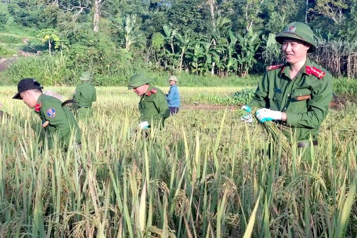 Gia đình anh Thìn có bố mẹ già yếu, thiếu người lao động trong khi lúa đã chín. Trước nguy cơ thời tiết bất lợi làm ảnh hưởng đến mùa màng, sự hỗ trợ kịp thời của các cán bộ chiến sĩ giúp gia đình vơi bớt nỗi lo.
