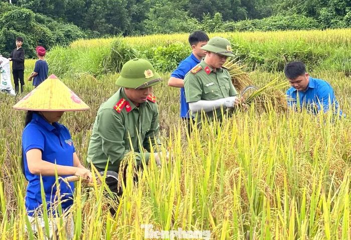 Với những gia đình neo người, mỗi mùa gặt là một nỗi lo. Sự xuất hiện kịp thời của lực lượng đoàn viên không chỉ giúp hoàn thành công việc đồng áng mà còn tiếp thêm động lực để bà con yên tâm trước mùa mưa.